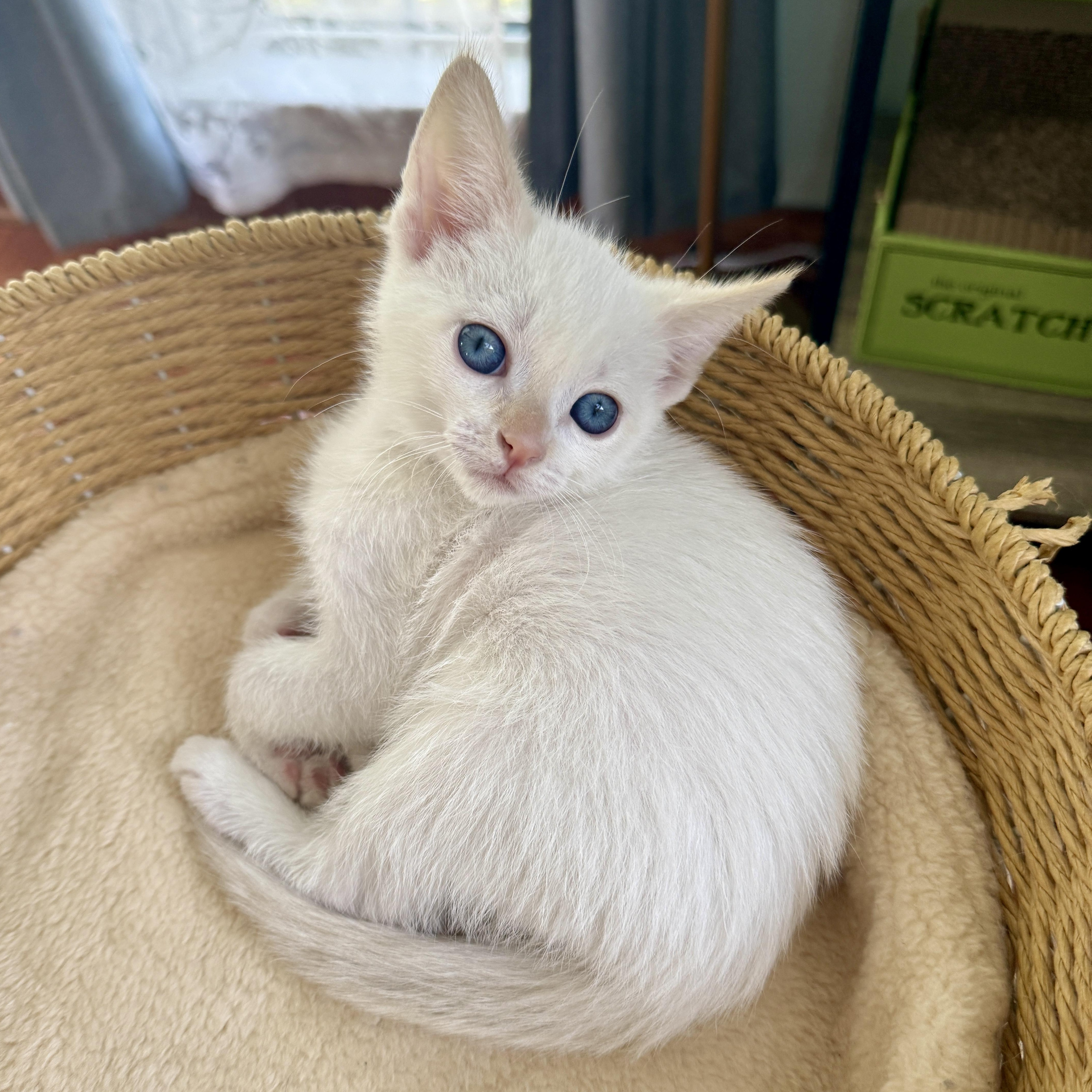 Eloise, a ADOPTABLE Domestic Short Hair in Los Angeles, CA image 4/5