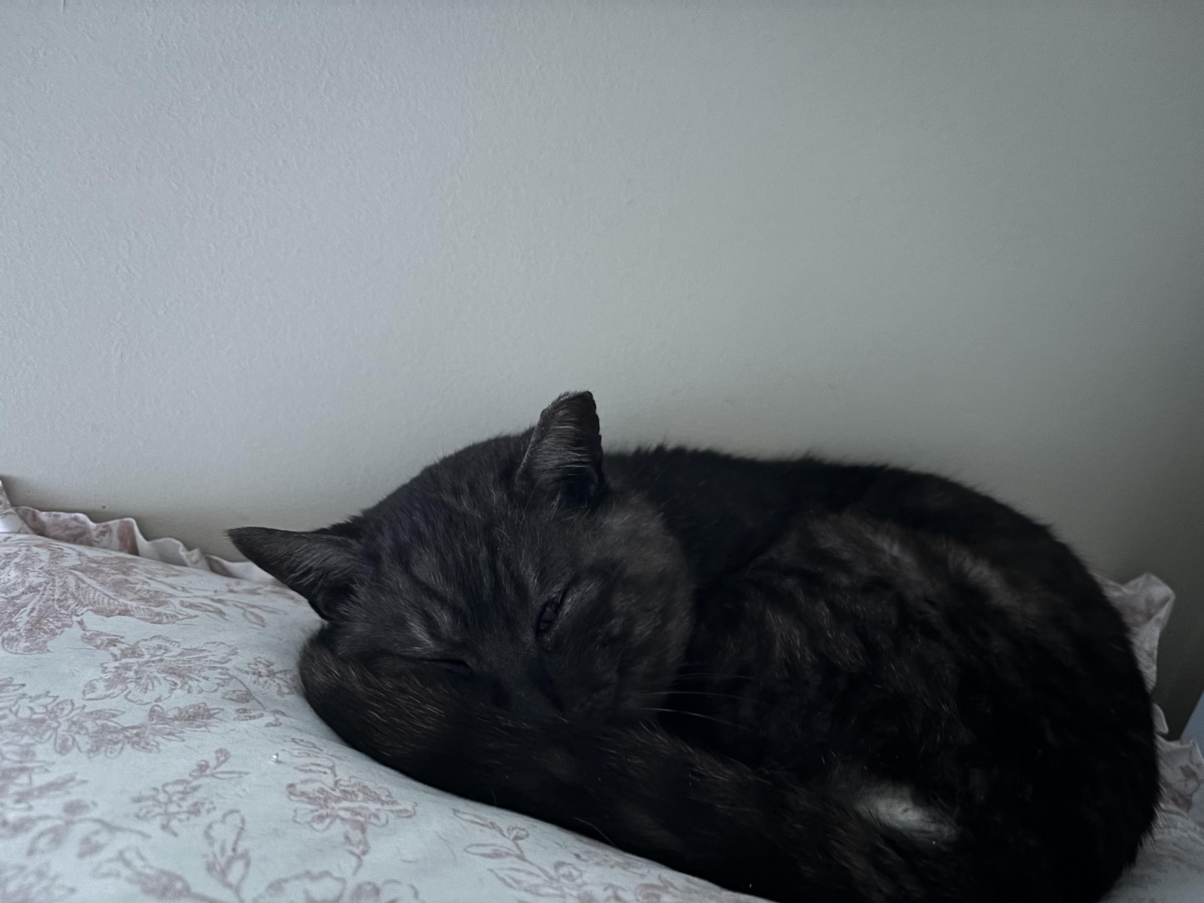 Enlarge Blade , a Adoptable Domestic Short Hair in Charlotte, NC image 2/4