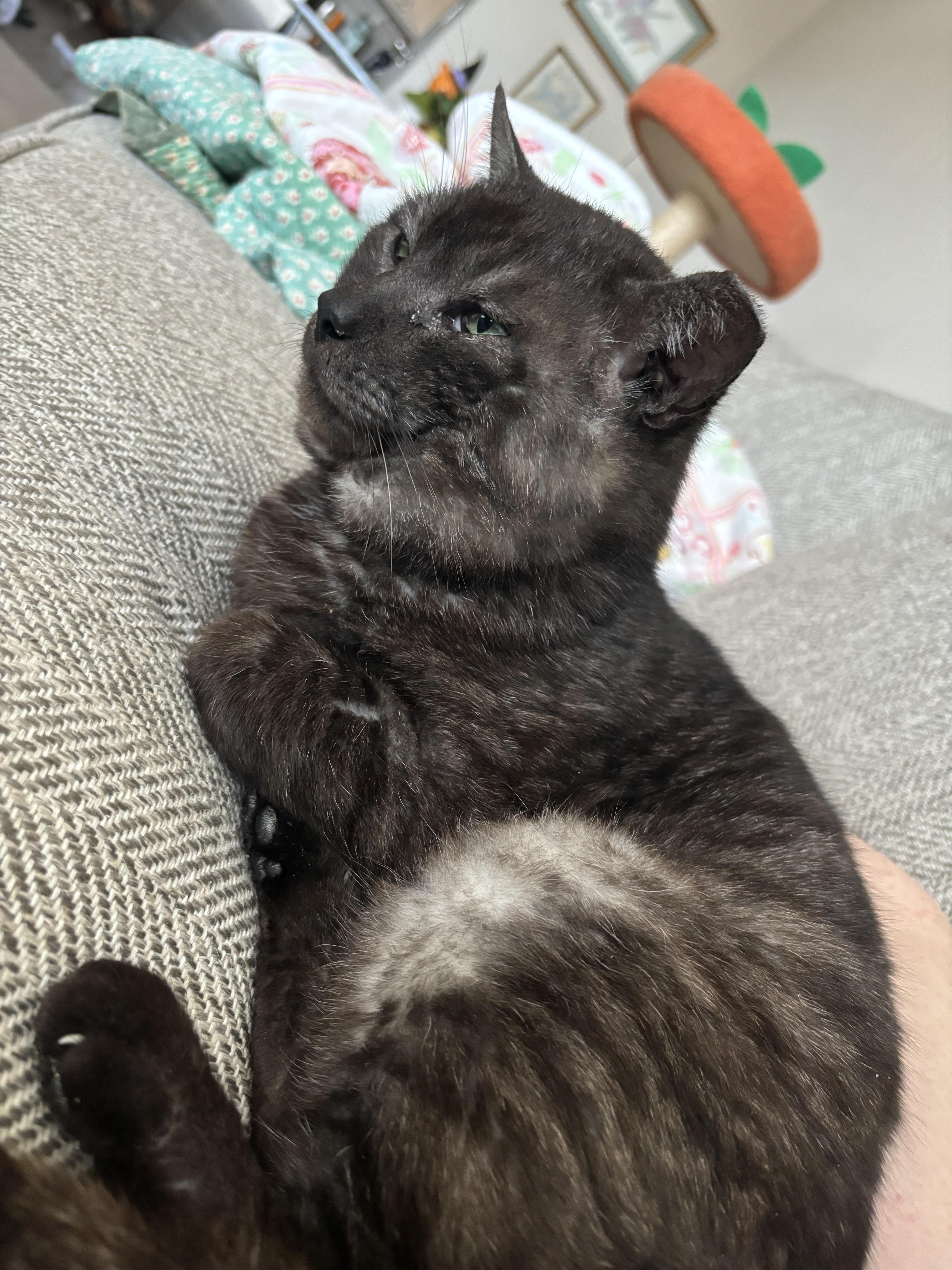 Enlarge Blade , a Adoptable Domestic Short Hair in Charlotte, NC image 3/4