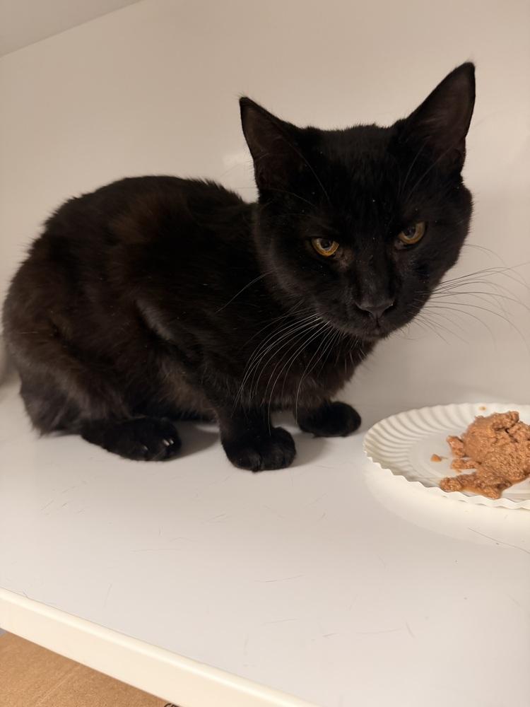 Enlarge **Cat Cafe** Kayak, a Adoptable Domestic Short Hair in Topeka, KS image 1/3