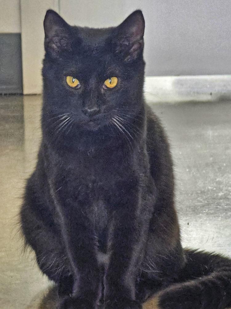 Enlarge **Cat Cafe** Kayak, a Adoptable Domestic Short Hair in Topeka, KS image 2/3