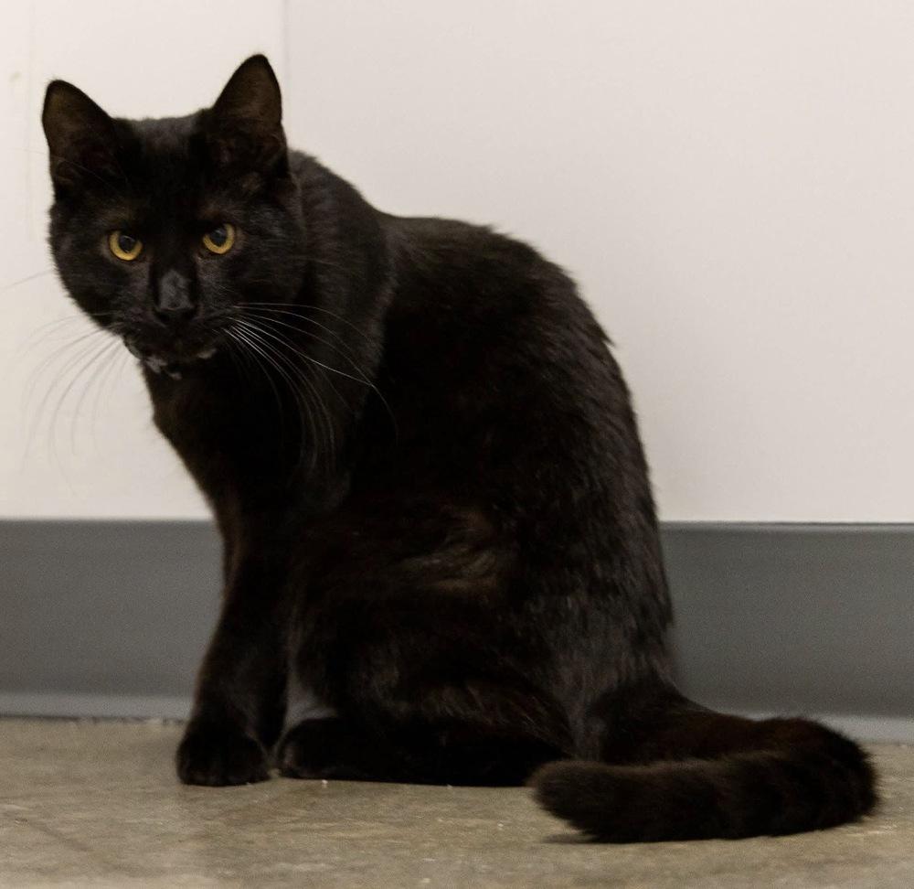 Enlarge **Cat Cafe** Kayak, a Adoptable Domestic Short Hair in Topeka, KS image 3/3