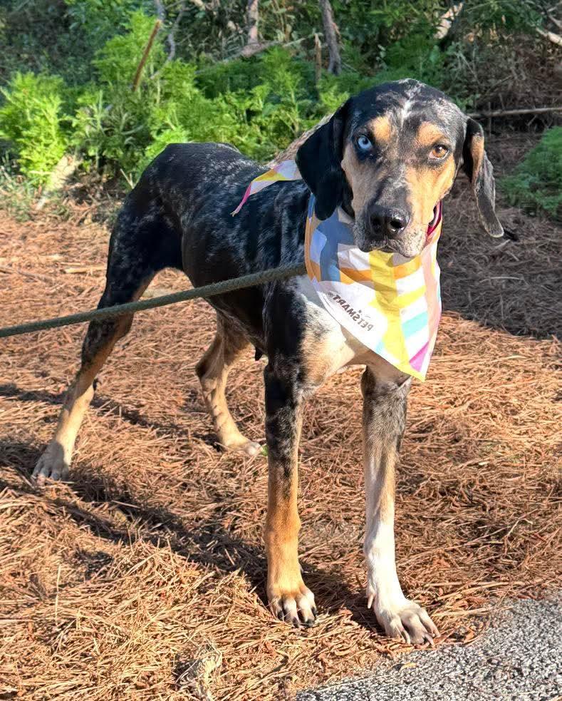 Lucky, ADOPTABLE, Adult Female Bluetick Coonhound.