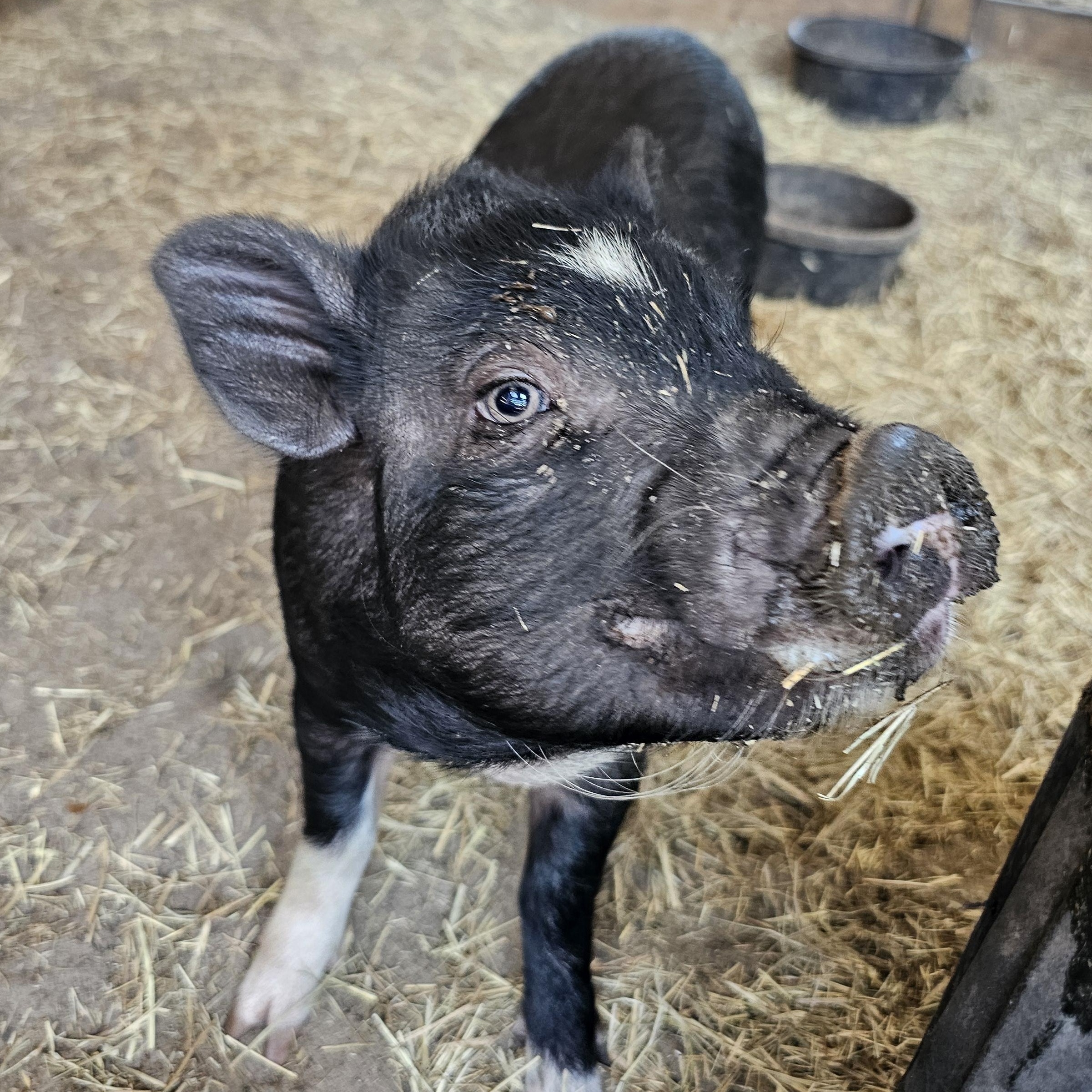 VALENTINE, an adopted Pig in Jacksonville, FL image 1/4