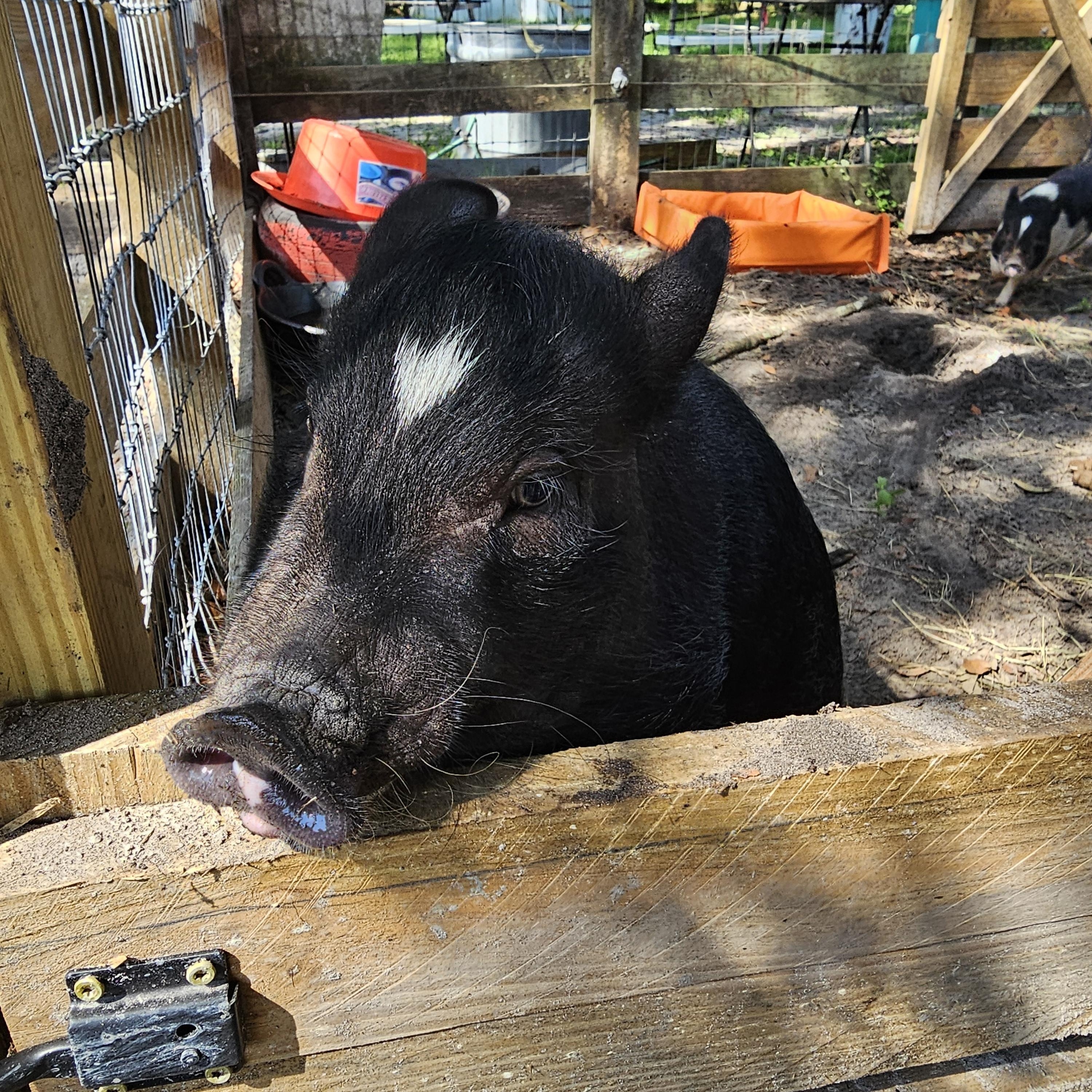 VALENTINE, an adopted Pig in Jacksonville, FL image 3/4