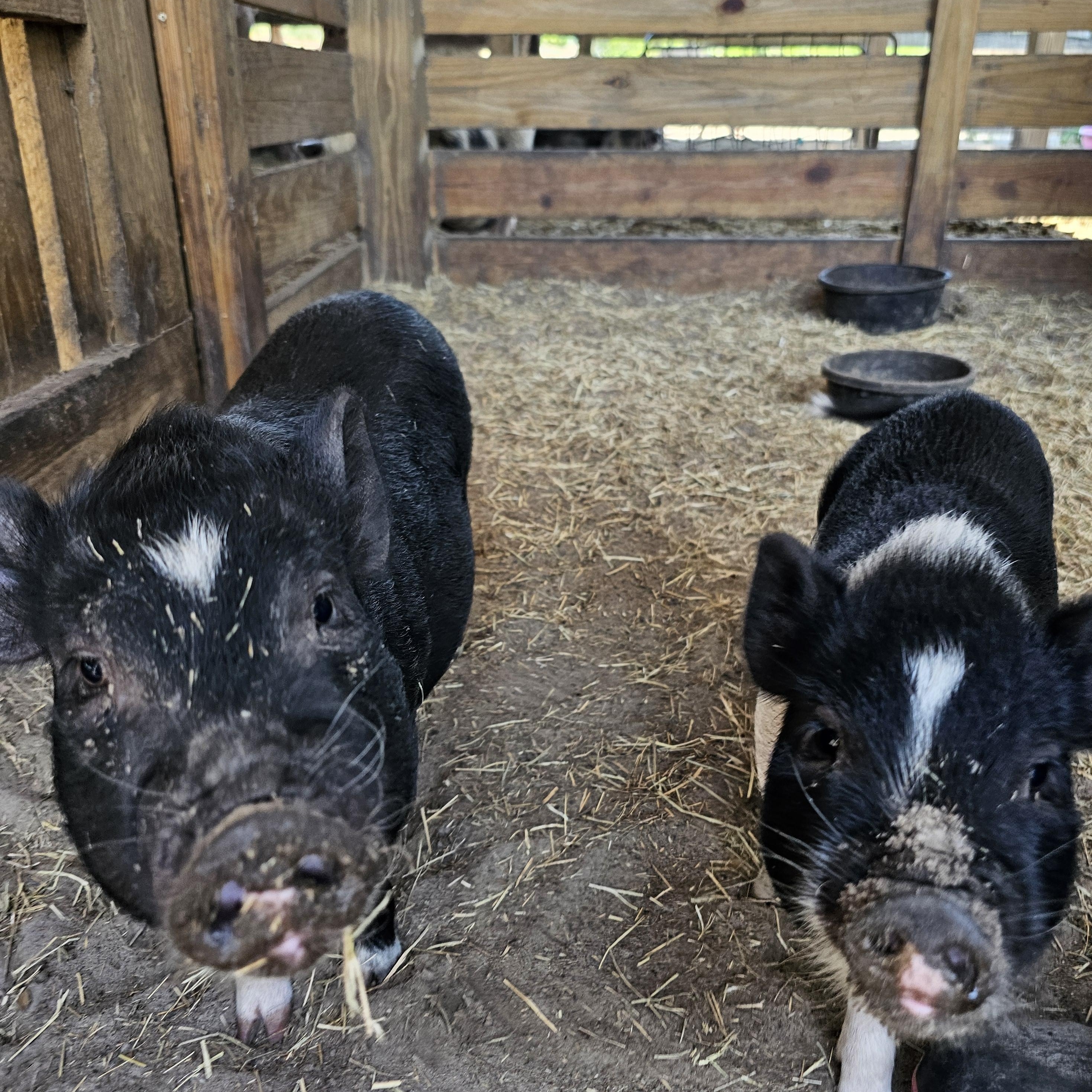 VALENTINE, an adopted Pig in Jacksonville, FL image 2/4
