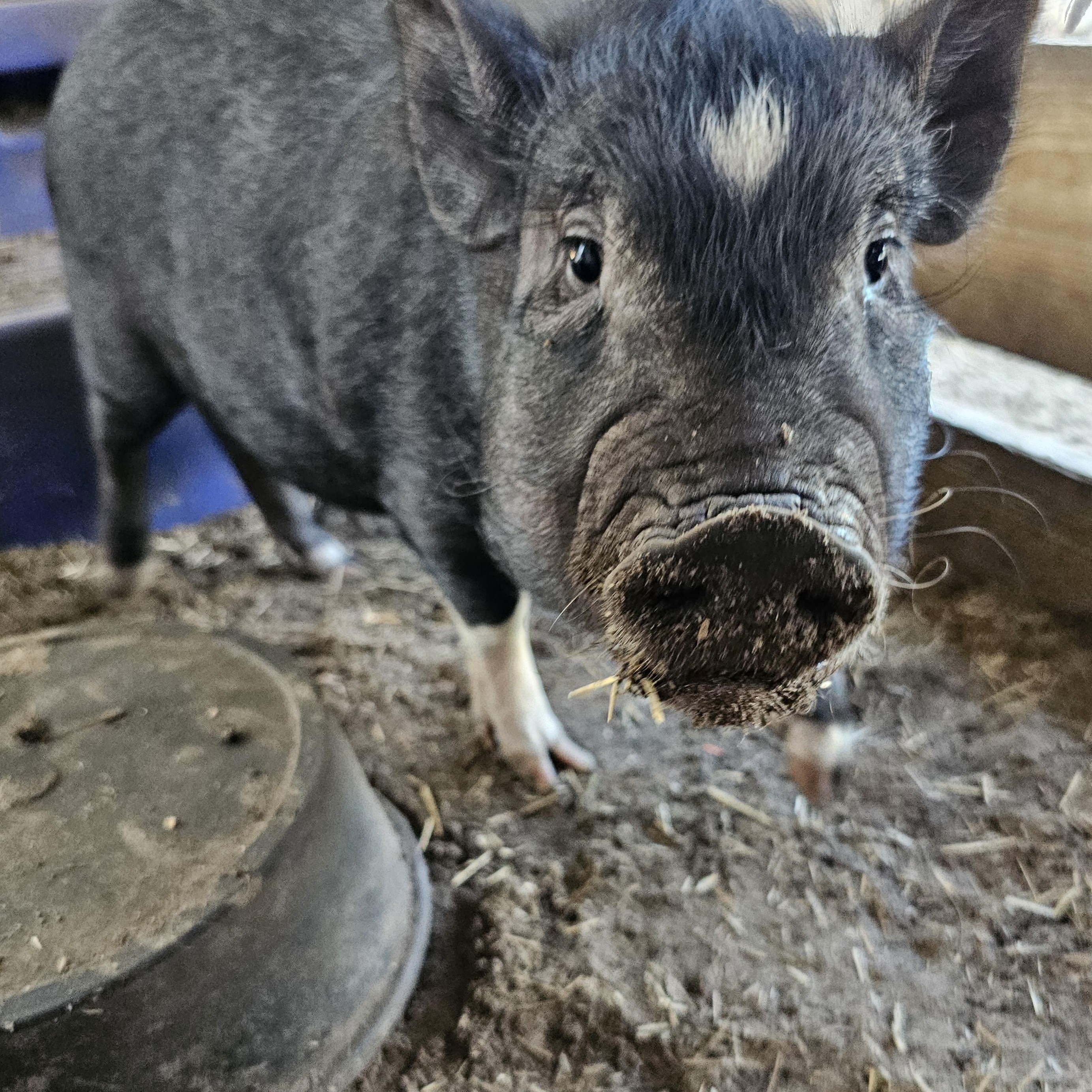 VALENTINE, an adopted Pig in Jacksonville, FL image 4/4