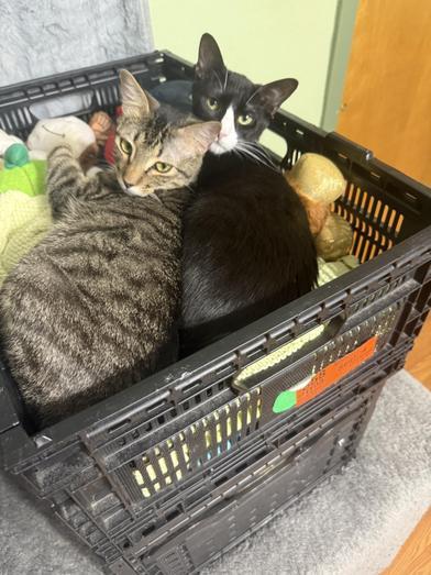 Enlarge Merle & Hank, a Adoptable Domestic Short Hair in Liverpool, TX image 1/6