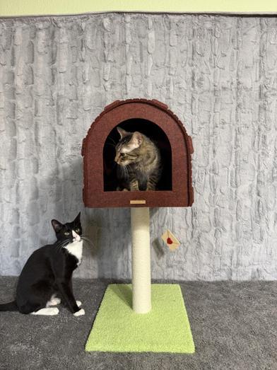 Enlarge Merle & Hank, a Adoptable Domestic Short Hair in Liverpool, TX image 2/6