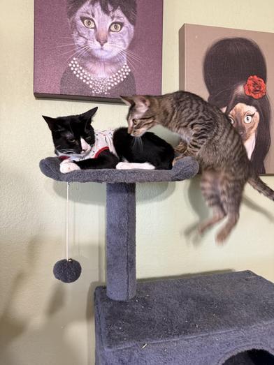 Enlarge Merle & Hank, a Adoptable Domestic Short Hair in Liverpool, TX image 4/6