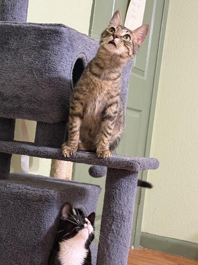 Enlarge Merle & Hank, a Adoptable Domestic Short Hair in Liverpool, TX image 3/6
