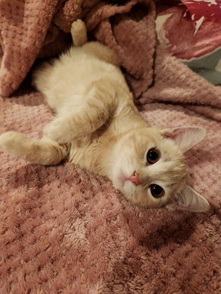 Blondies — thumbnail 2