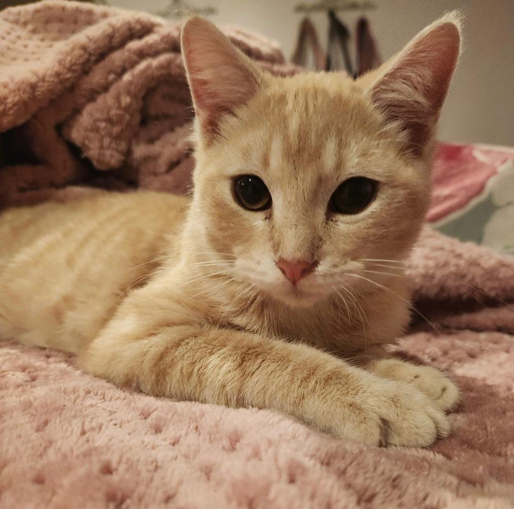 Blondies — thumbnail 3