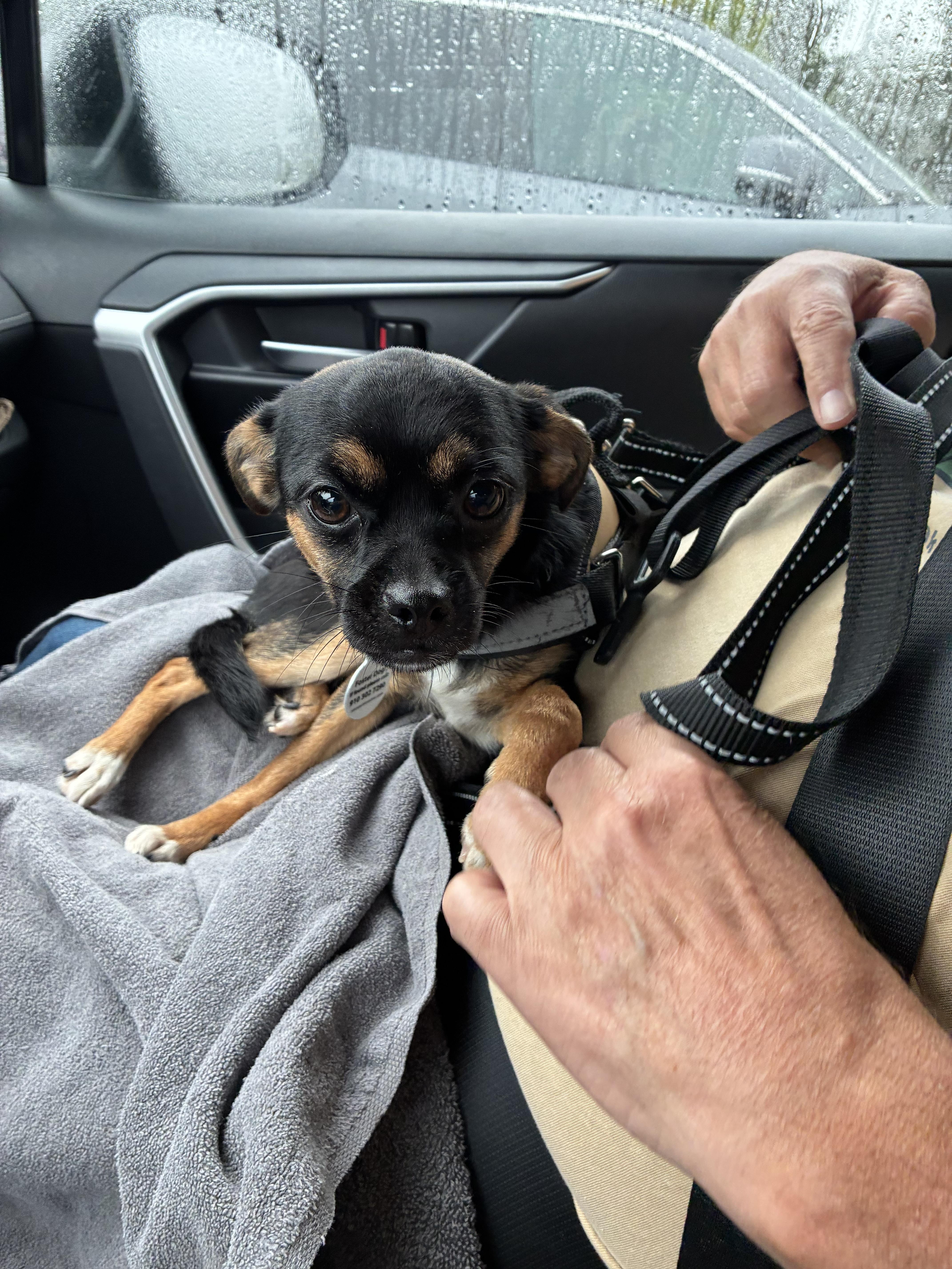 MINNIE, Adoptable, Young Female Chihuahua & Pug.