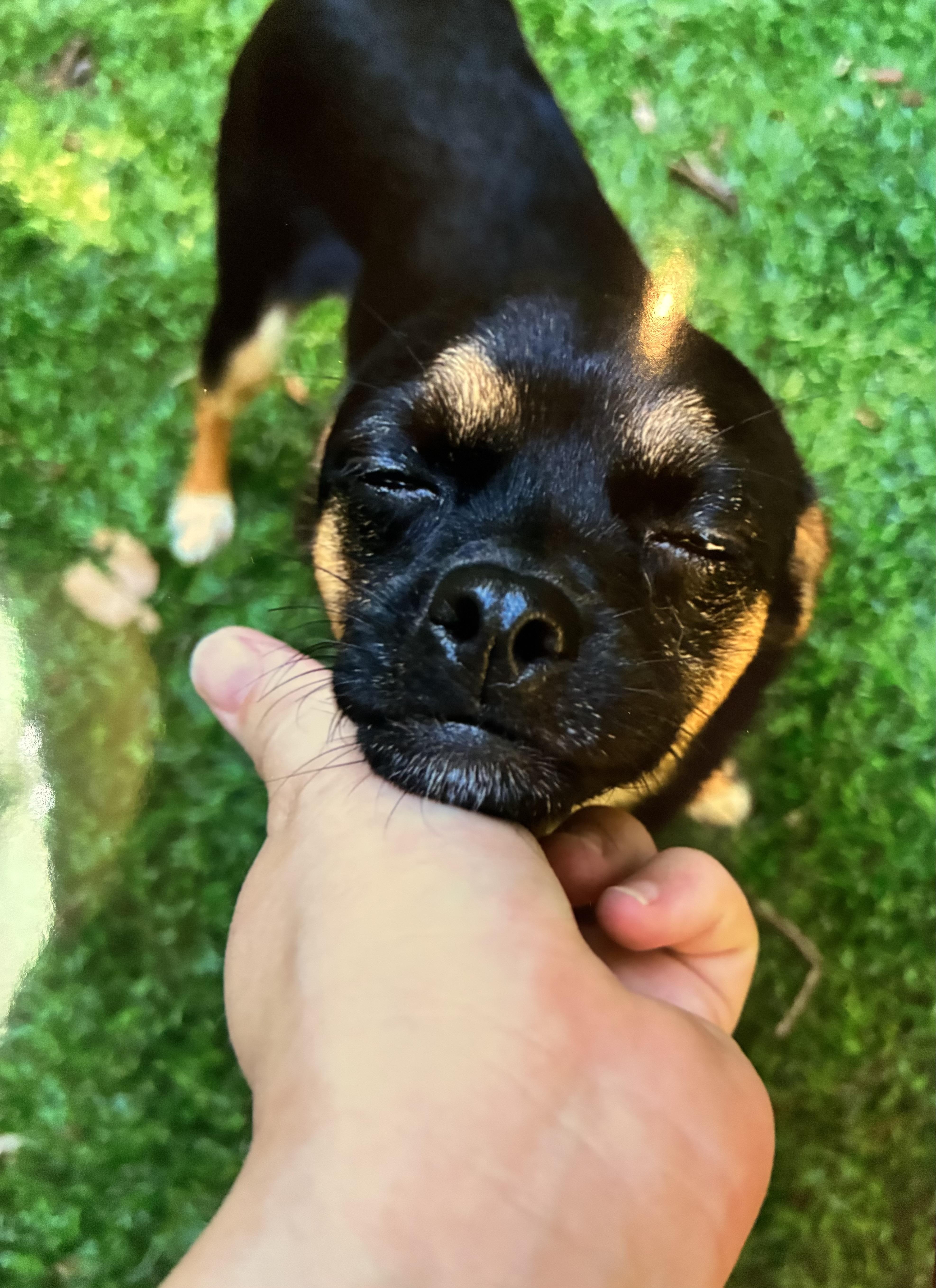 Enlarge MINNIE, a Adoptable mixed breed in Albany, NY image 2/3