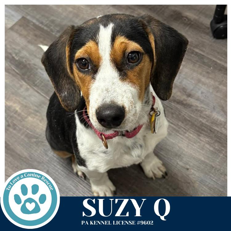 Enlarge Suzy Q 020726, a Adoptable mixed breed in Kimberton, PA image 2/5