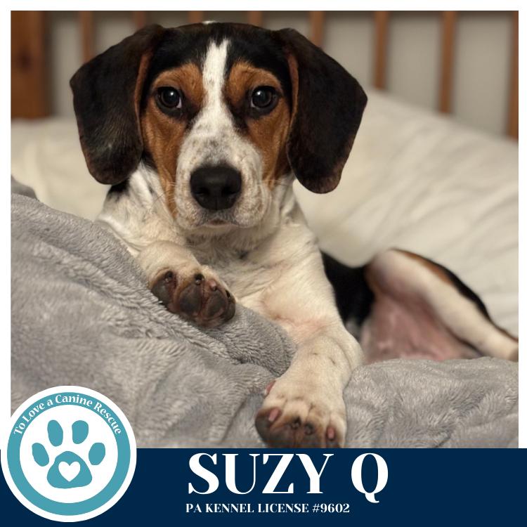 Enlarge Suzy Q 020726, a Adoptable mixed breed in Kimberton, PA image 3/5