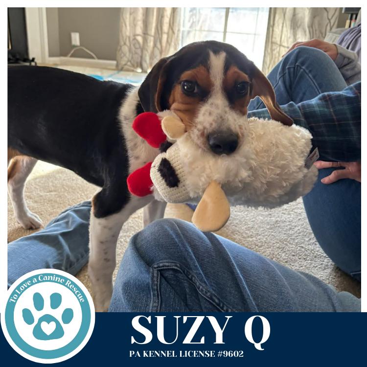 Enlarge Suzy Q 020726, a Adoptable mixed breed in Kimberton, PA image 4/5