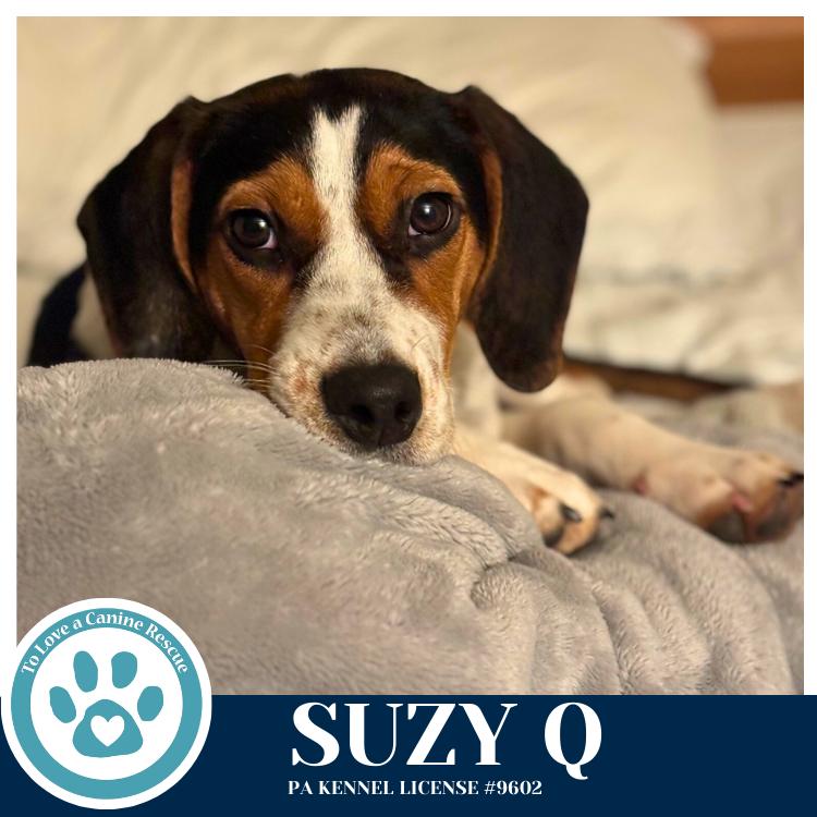 Enlarge Suzy Q 020726, a Adoptable mixed breed in Kimberton, PA image 5/5