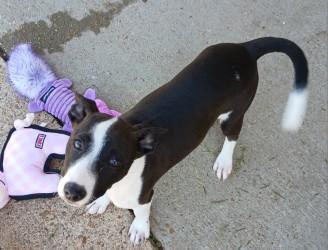 Ginny, Adoptable, Puppy Female Terrier & Mixed Breed.