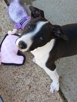 Ginny, a Adoptable mixed breed in West Memphis, AR image 2/2