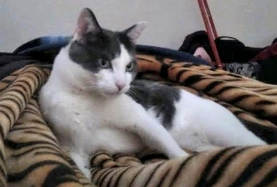 Reyes Domestic Medium Hair Cat