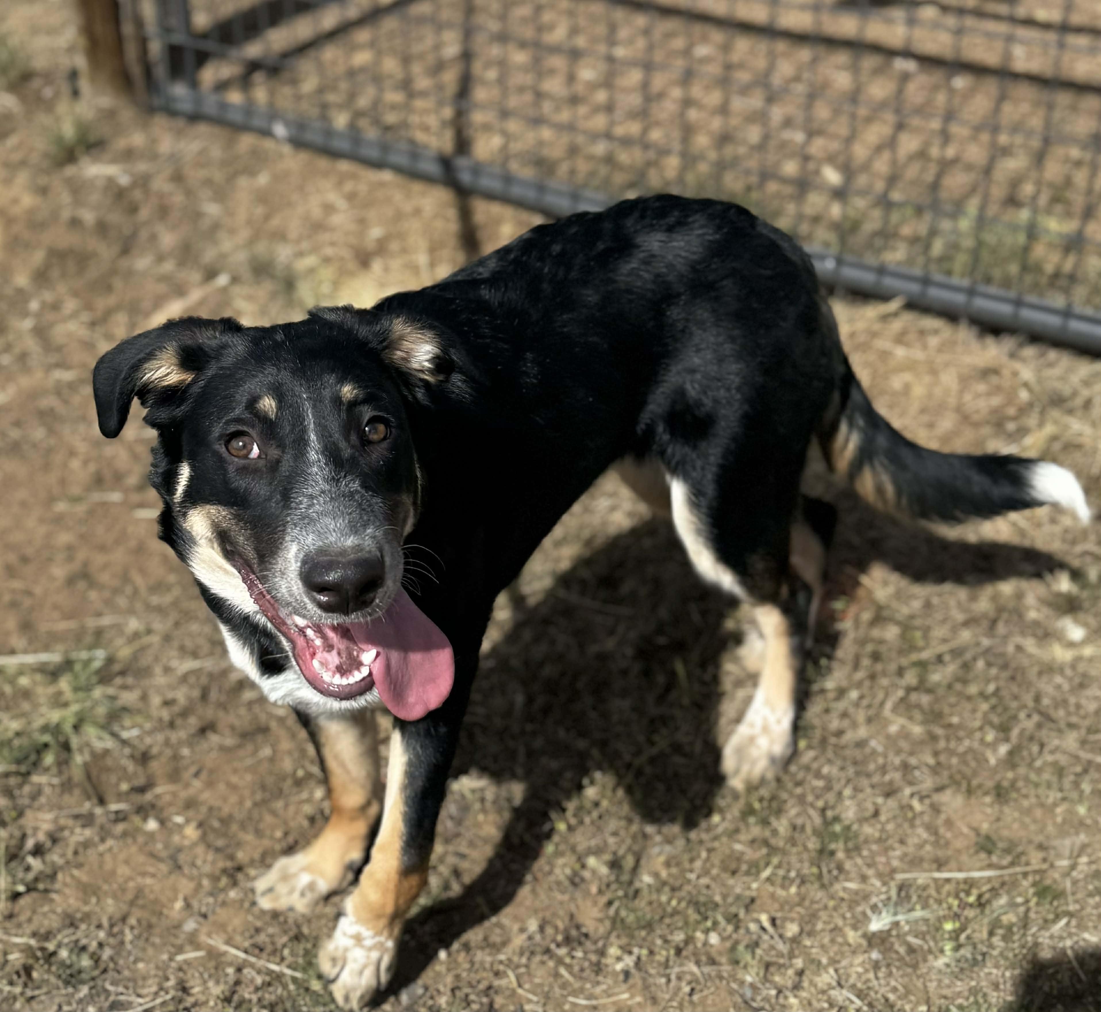 Brookie, a ADOPTABLE mixed breed in Bend, OR image 4/5