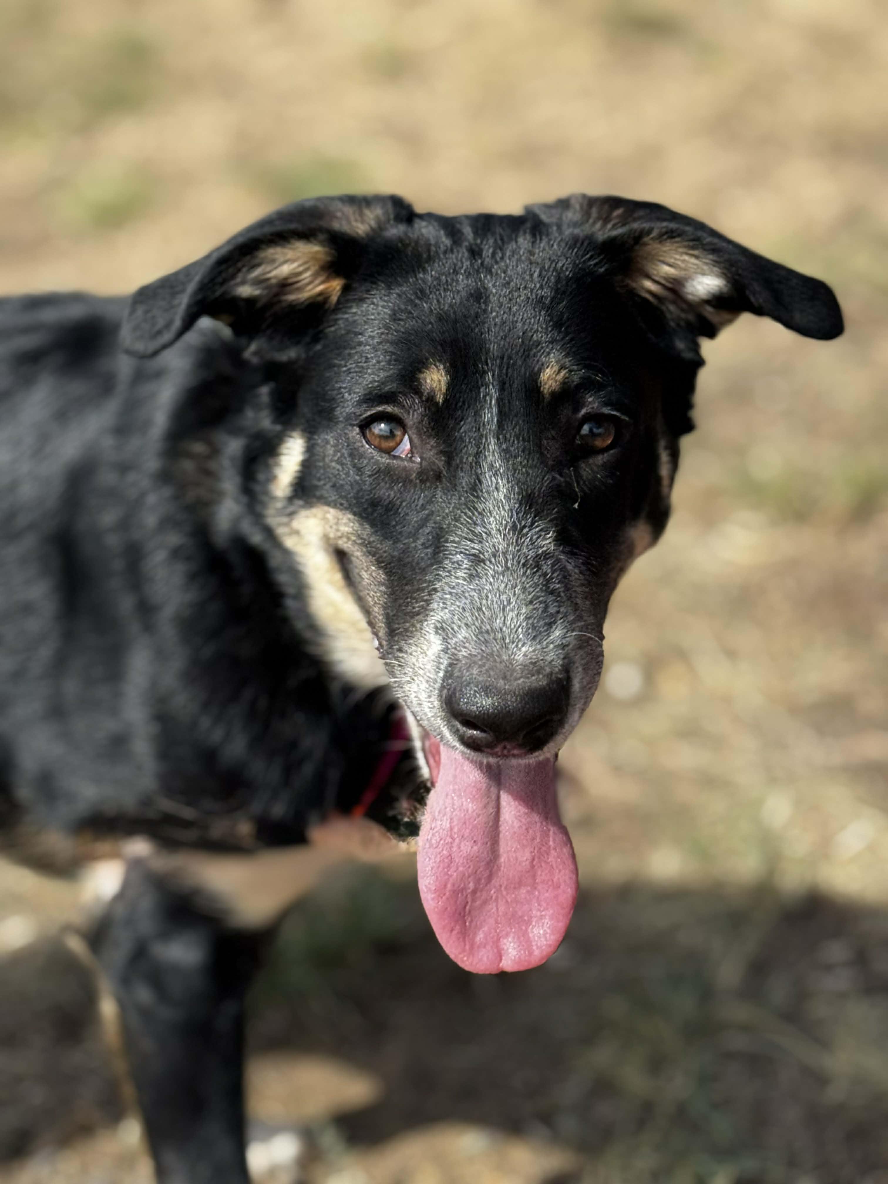 Brookie, a ADOPTABLE mixed breed in Bend, OR image 3/5