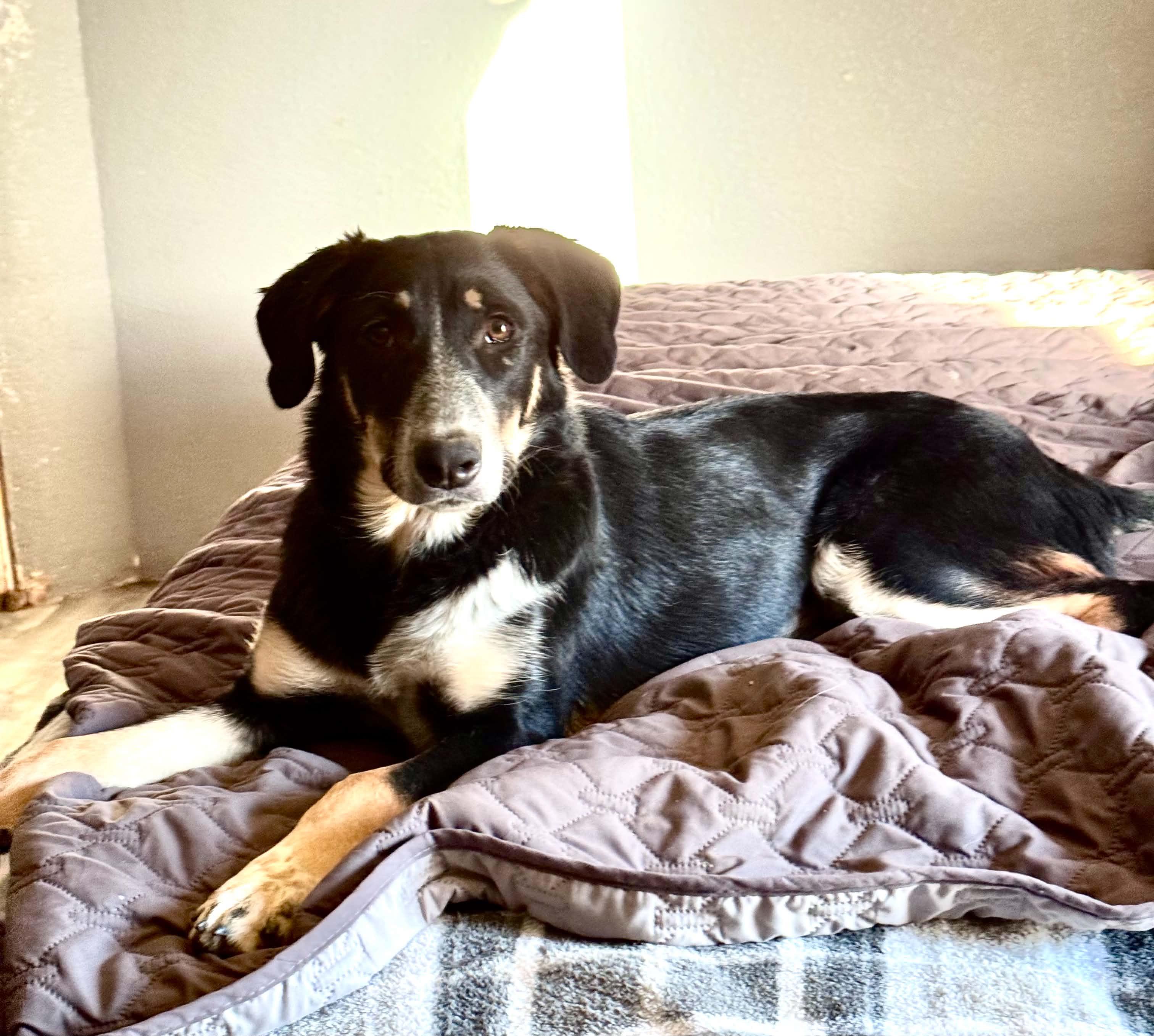 Brookie, ADOPTABLE, Young Female Border Collie.