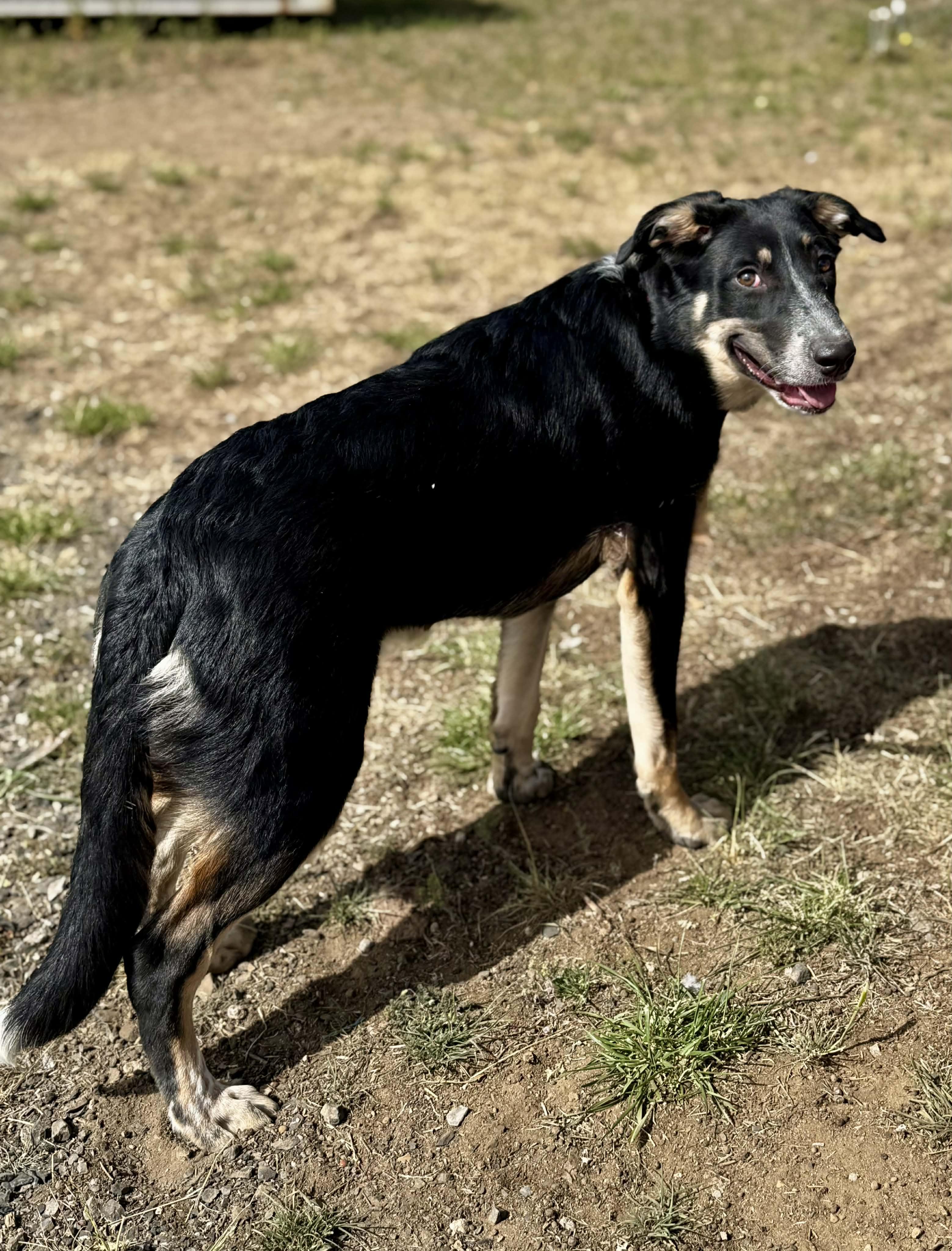 Brookie, a ADOPTABLE mixed breed in Bend, OR image 5/5