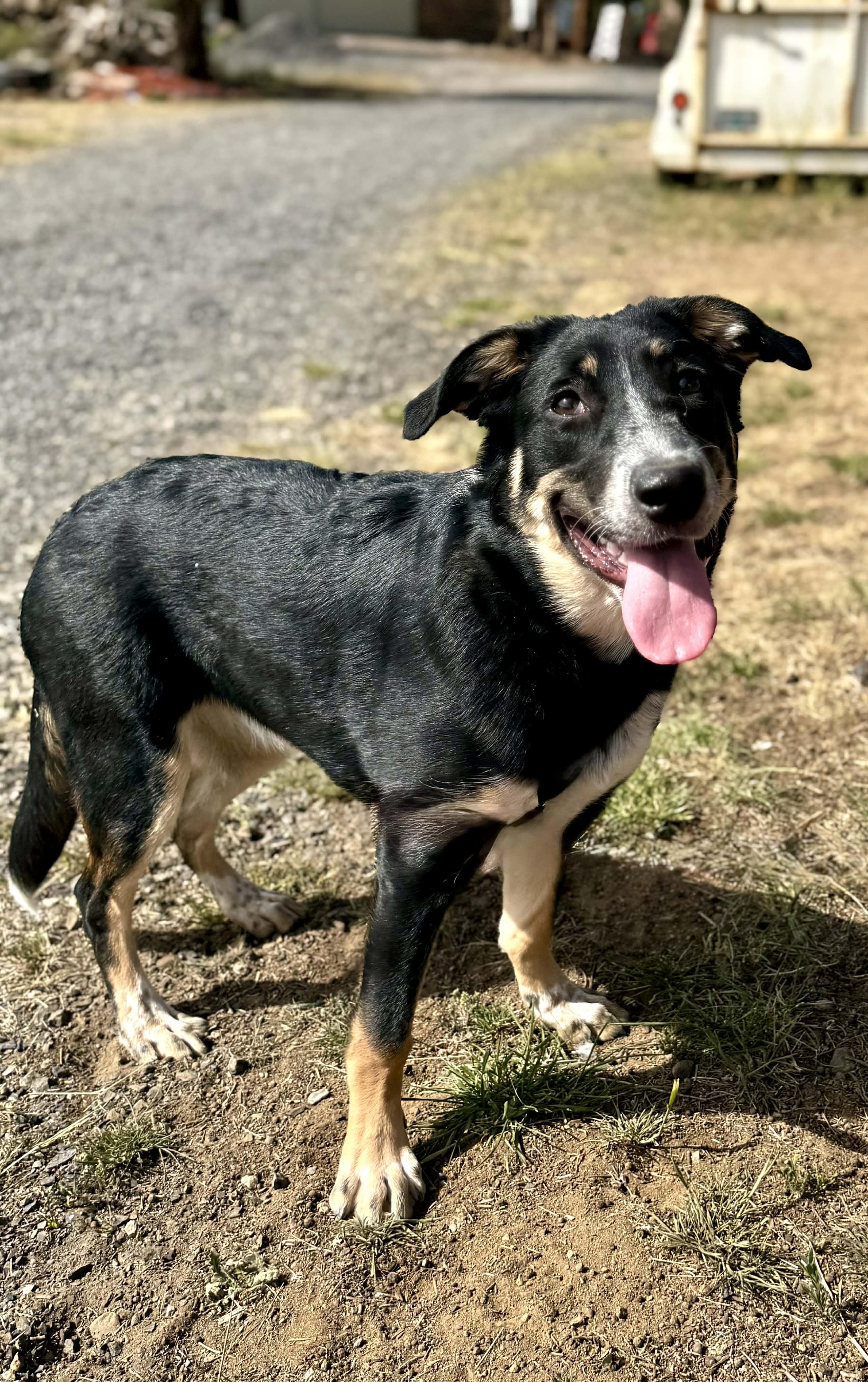 Brookie, ADOPTABLE, Young Female Border Collie.