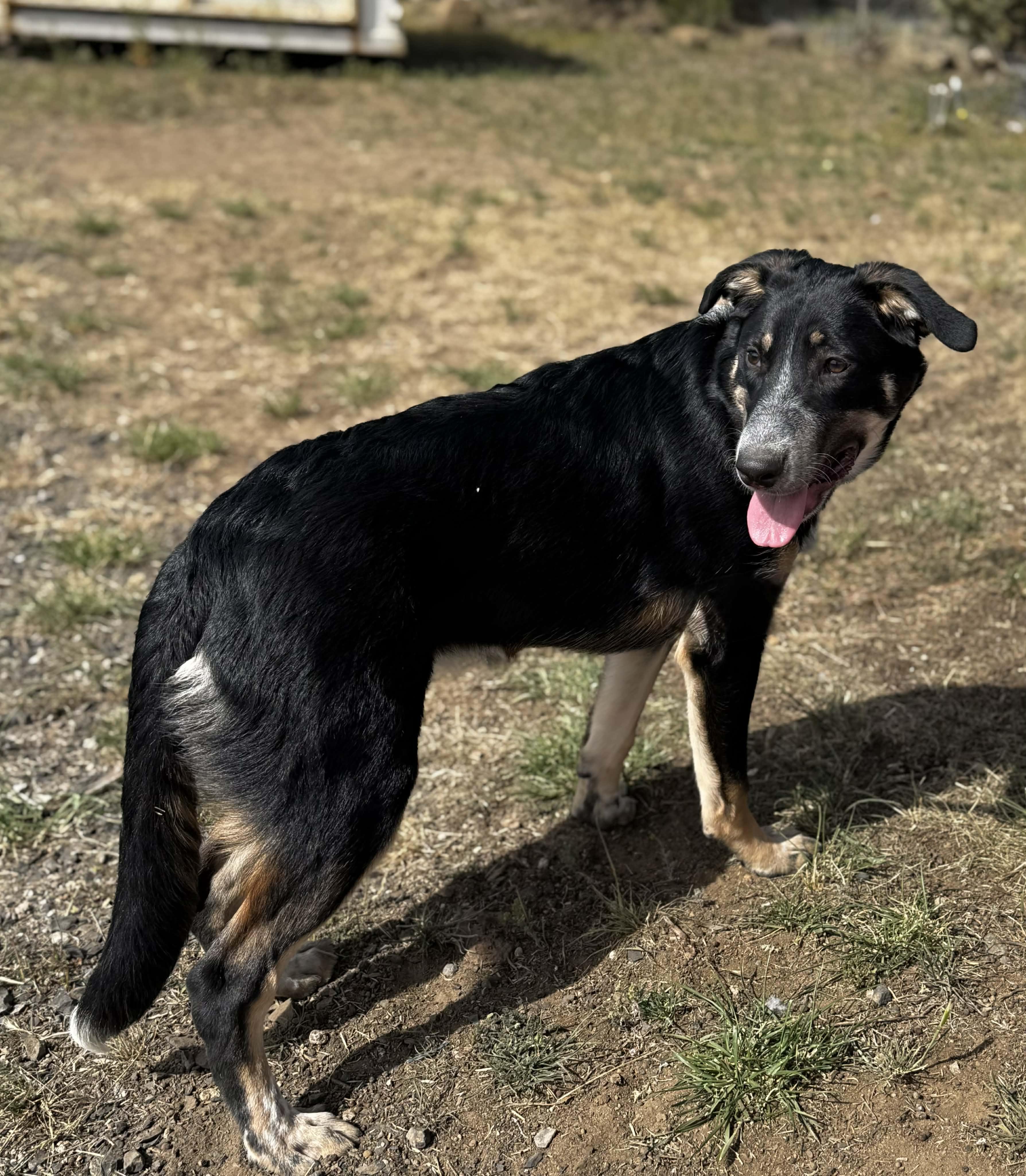 Brookie, a ADOPTABLE mixed breed in Bend, OR image 2/5