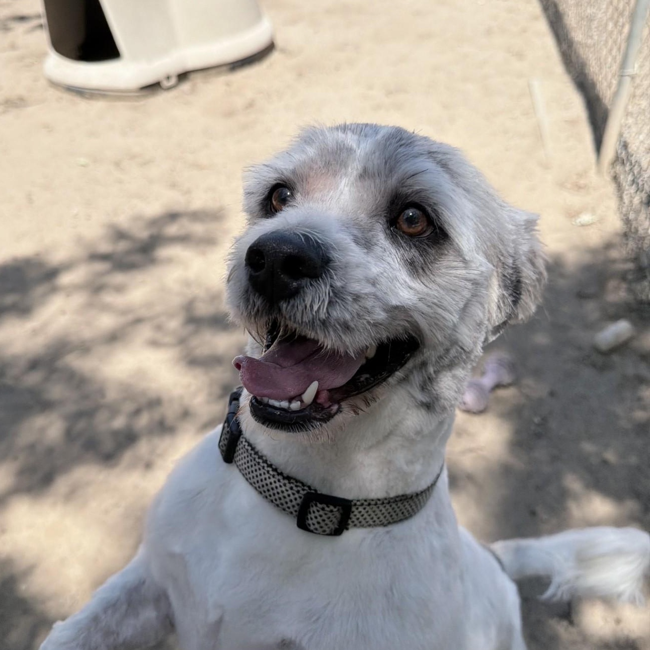 SIR WINSTON , Adoptable, Adult Male Terrier.