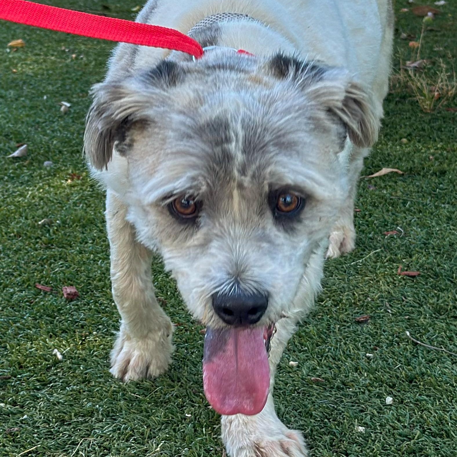 SIR WINSTON , a Adoptable mixed breed in Fresno, CA image 2/5