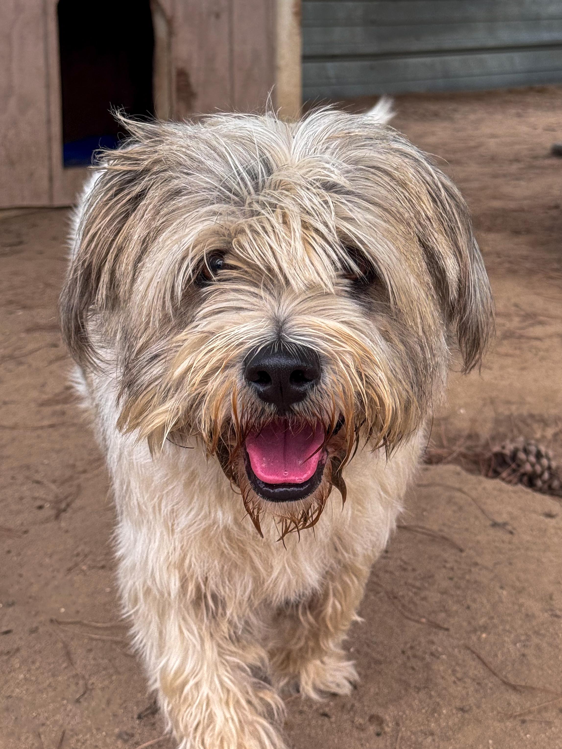 SIR WINSTON , a Adoptable mixed breed in Fresno, CA image 4/5