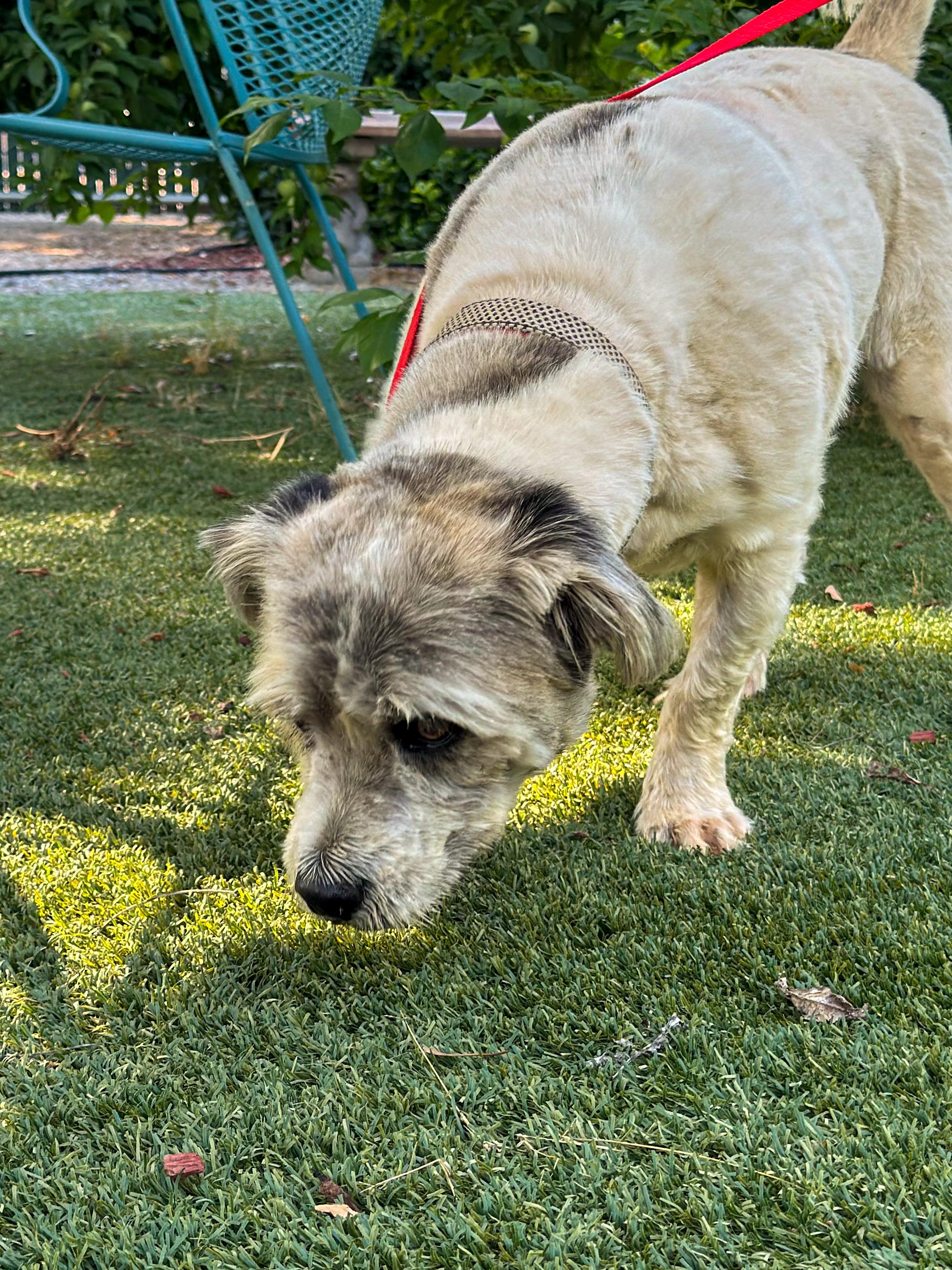 SIR WINSTON , a Adoptable mixed breed in Fresno, CA image 3/5