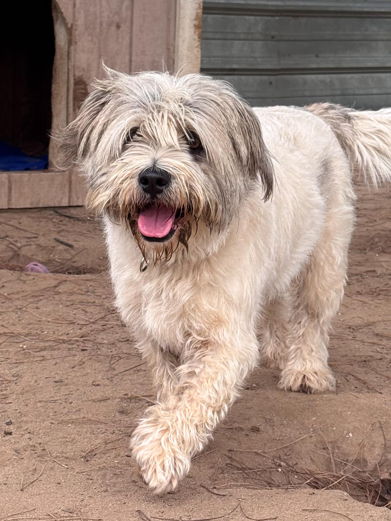 SIR WINSTON , a Adoptable mixed breed in Fresno, CA image 5/5