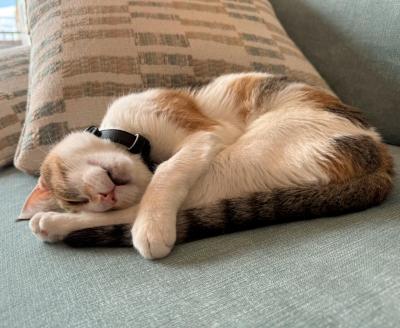 Sophie, an adopted Domestic Short Hair in Mississauga, ON image 3/4