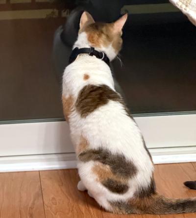 Sophie, an adopted Domestic Short Hair in Mississauga, ON image 2/4