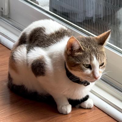 Sophie, an adopted Domestic Short Hair in Mississauga, ON image 1/4