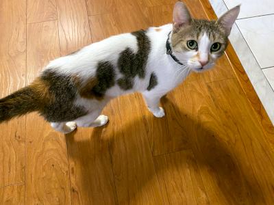 Sophie, an adopted Domestic Short Hair in Mississauga, ON image 4/4