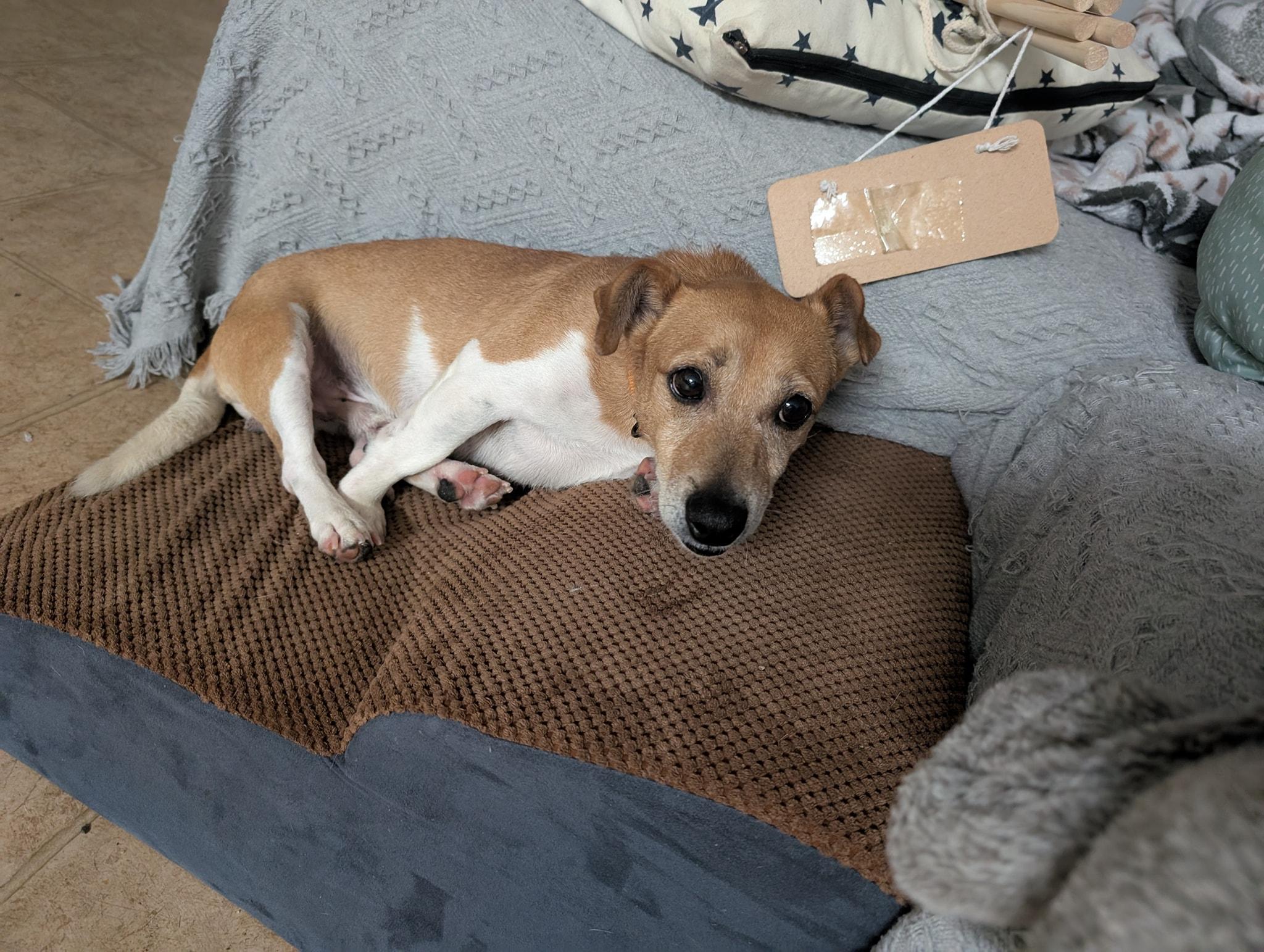 Lex Luther, Adoptable, Adult Male Jack Russell Terrier & Dachshund.