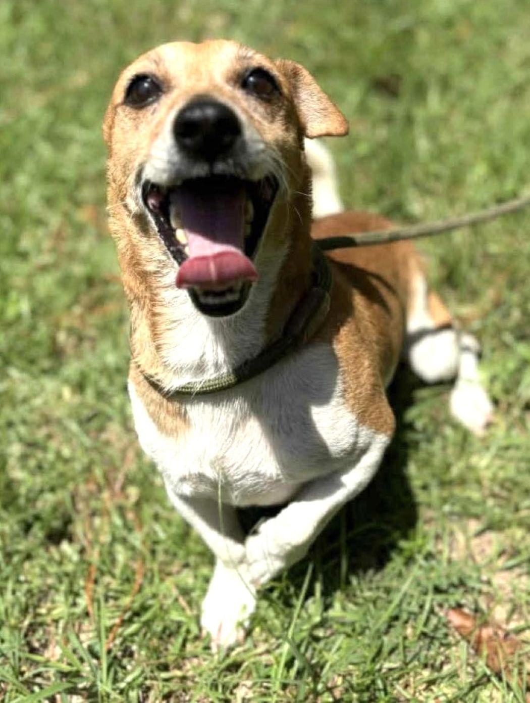 Enlarge Lex Luther, a Adoptable mixed breed in Savannah, GA image 3/5