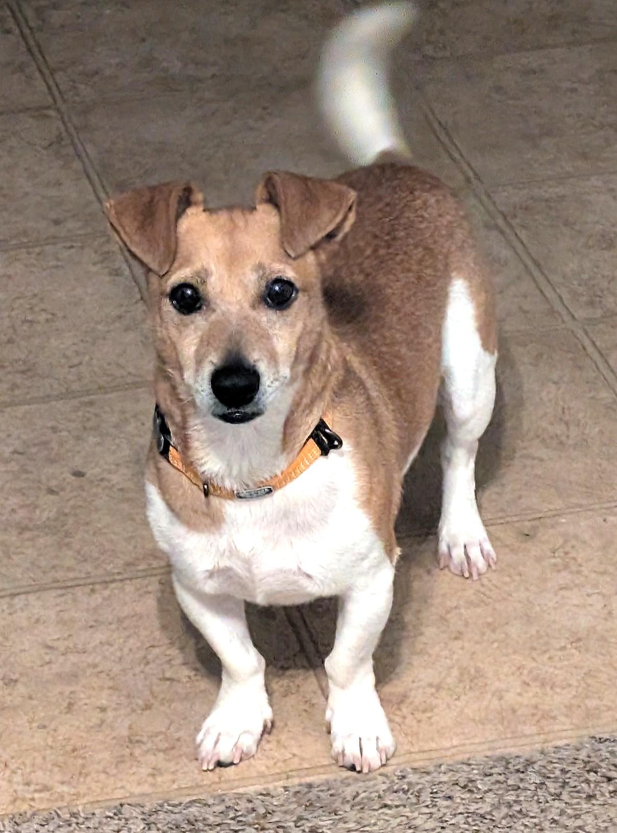 Enlarge Lex Luther, a Adoptable mixed breed in Savannah, GA image 4/5