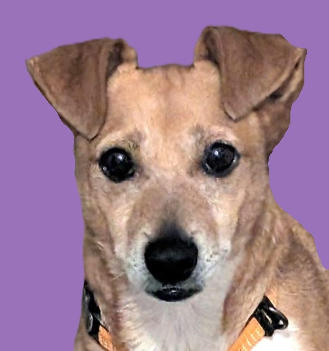 Enlarge Lex Luther, a Adoptable mixed breed in Savannah, GA image 5/5