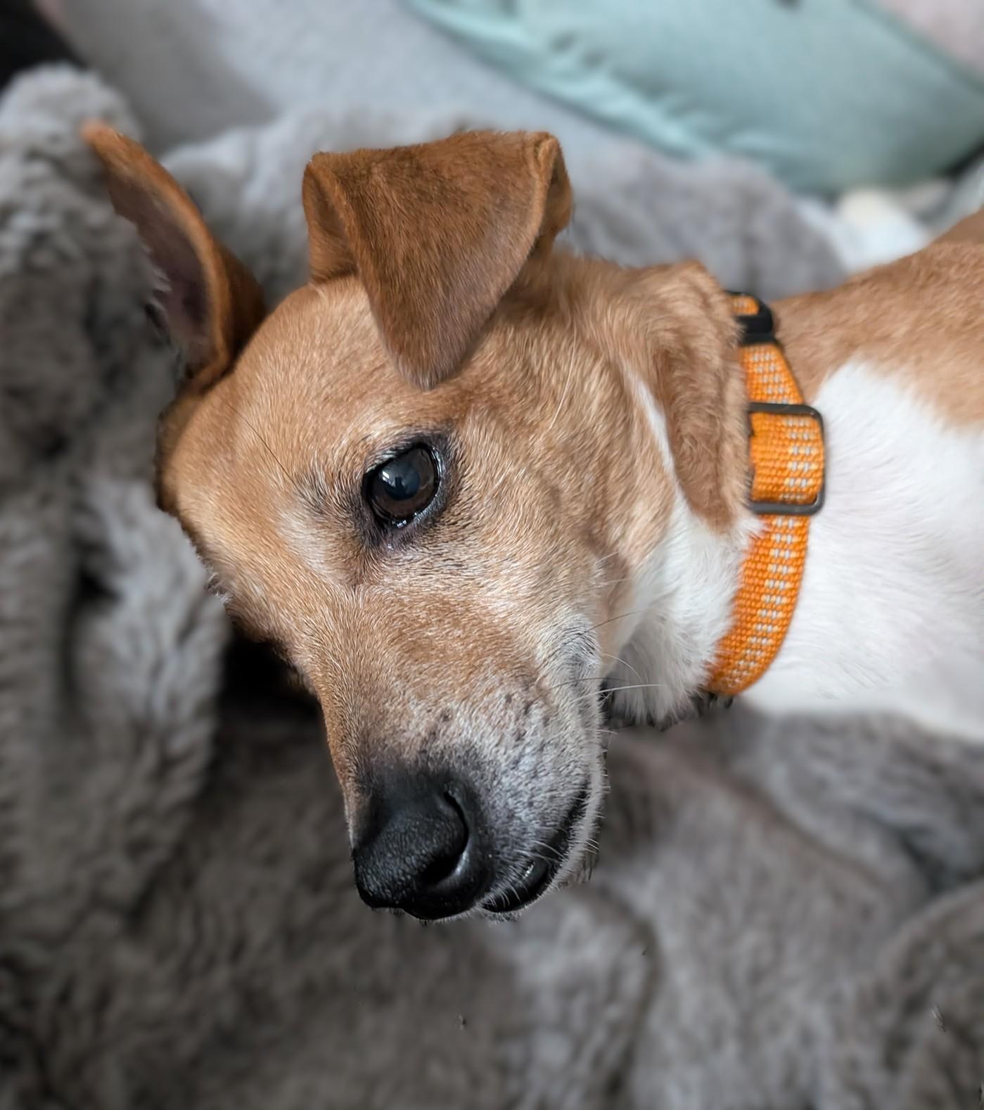 Lex Luther, a Adoptable mixed breed in Savannah, GA image 5/5