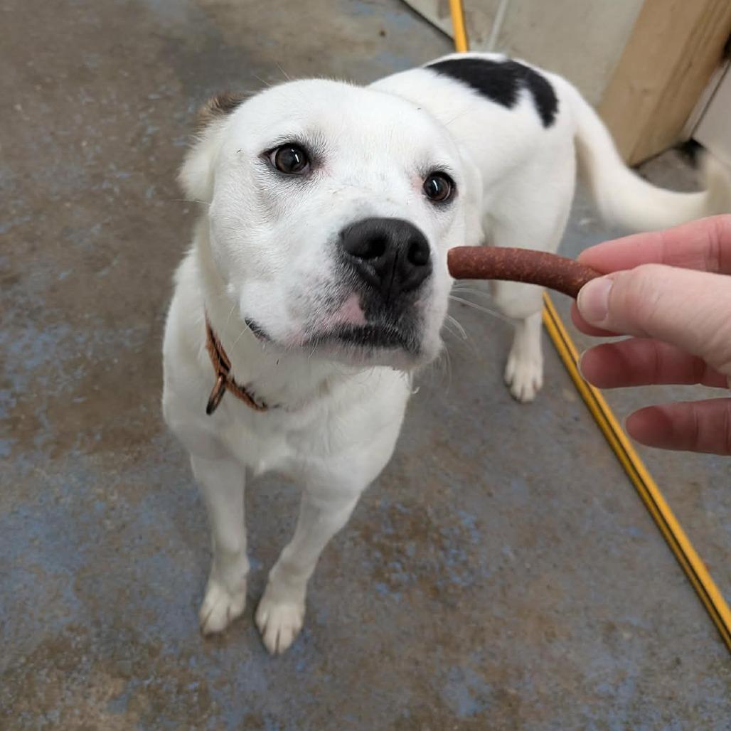 Indy, Adoptable, Young Male Labrador Retriever & Pit Bull Terrier.