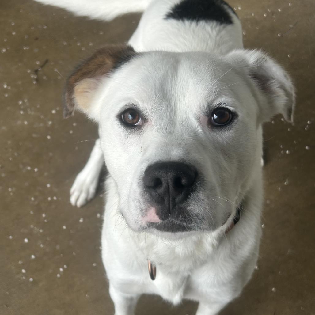 Enlarge Indy, a Adoptable mixed breed in Greenville, PA image 2/6