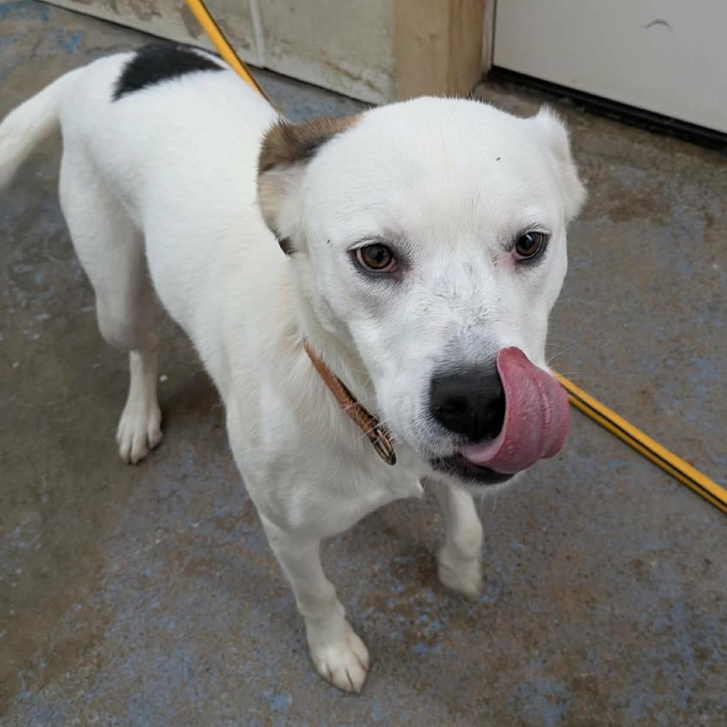 Enlarge Indy, a Adoptable mixed breed in Greenville, PA image 3/6