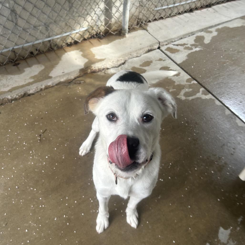 Enlarge Indy, a Adoptable mixed breed in Greenville, PA image 5/6